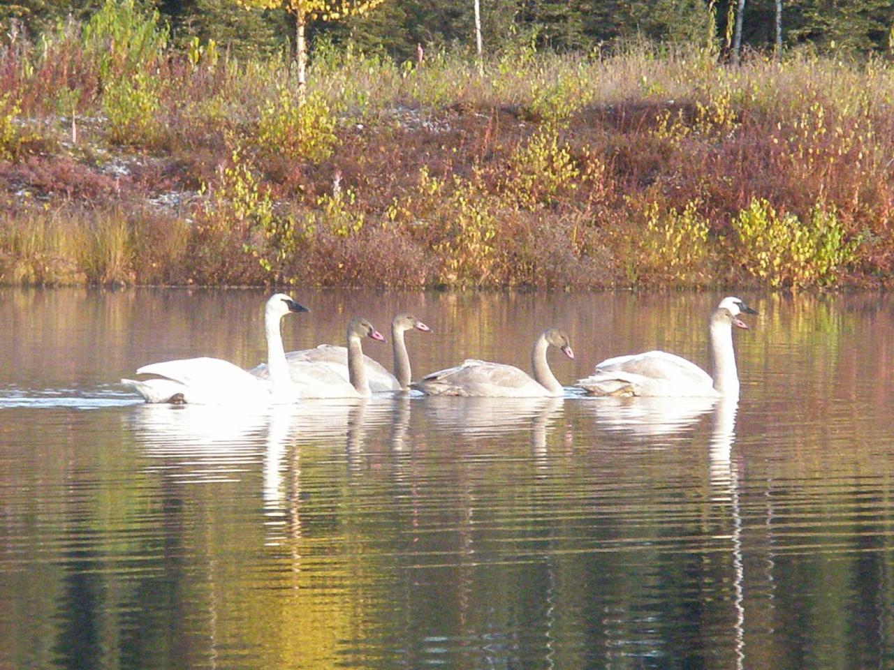 Talkeetna Lakeside Cabins Denali Bagian luar foto